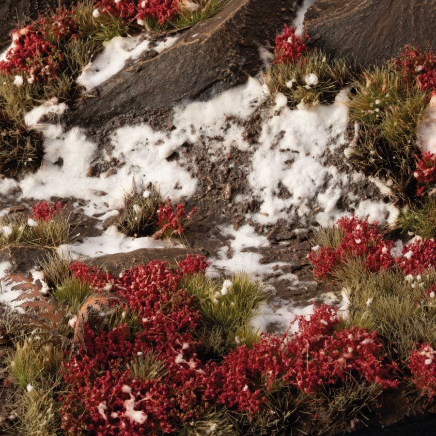 Gamer's Grass Tufts - Laliguras Flowers - Image 3